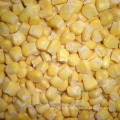 Granos de maíz dulce fresco congelado / IQF A grado alto Brix